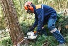 Cobawtree-felling-services-21.jpg; ?>