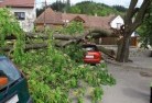 Cobawtree-felling-services-41.jpg; ?>